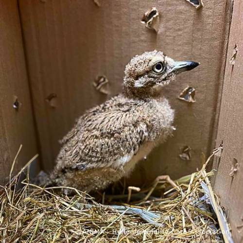 Wildlife Rescued From Fires Need Care and Support to Be Released