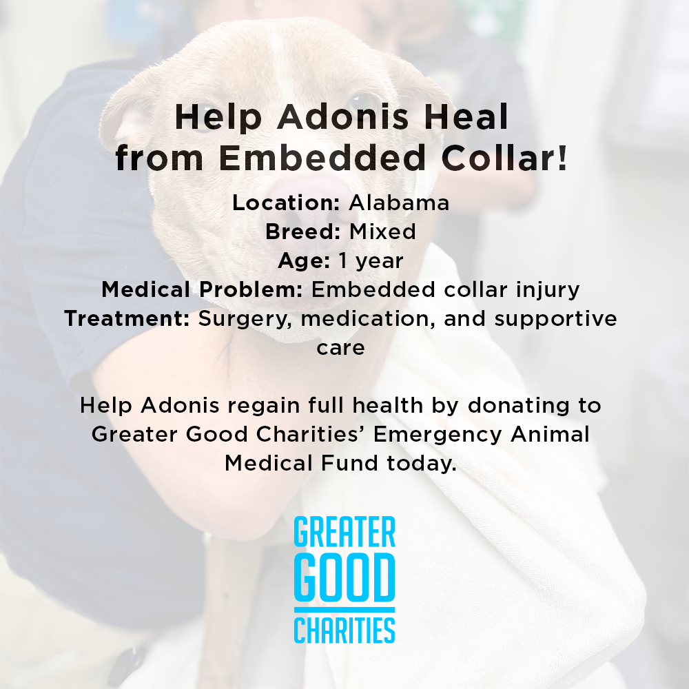 Help Adonis Heal from Embedded Collar