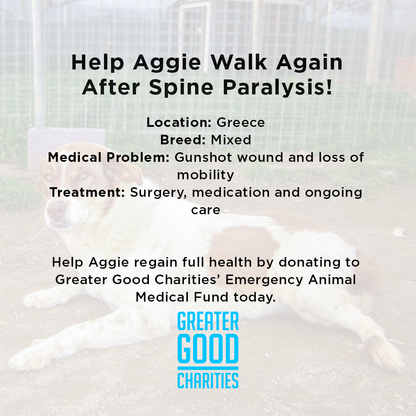 Help Aggie Walk Again After Spine Paralysis