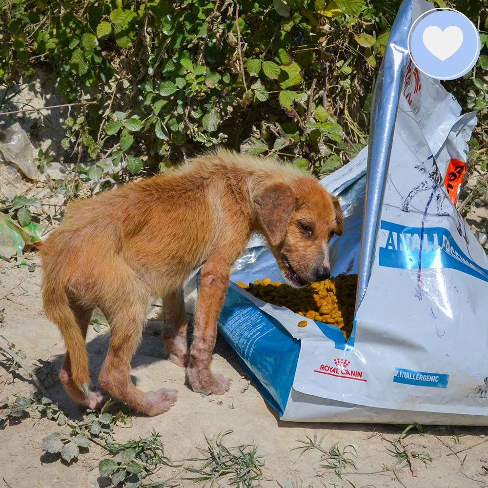 Funded: Help Ares Overcome Sickness and Starvation