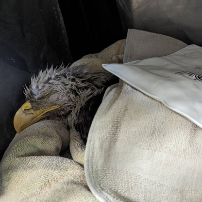 Help Bring Bald Eagle Back From Brink of Death