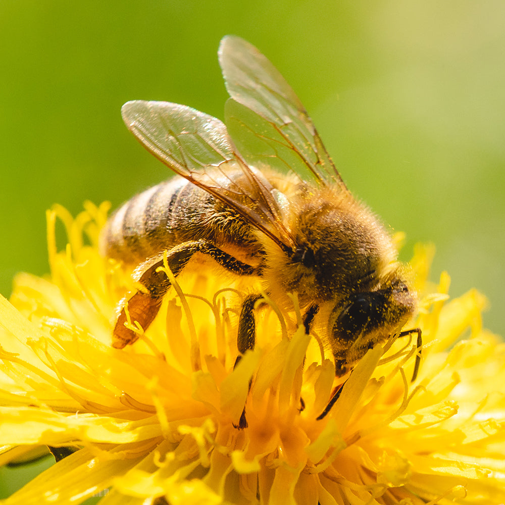 Bees on the Brink: Help Save This Vital Species