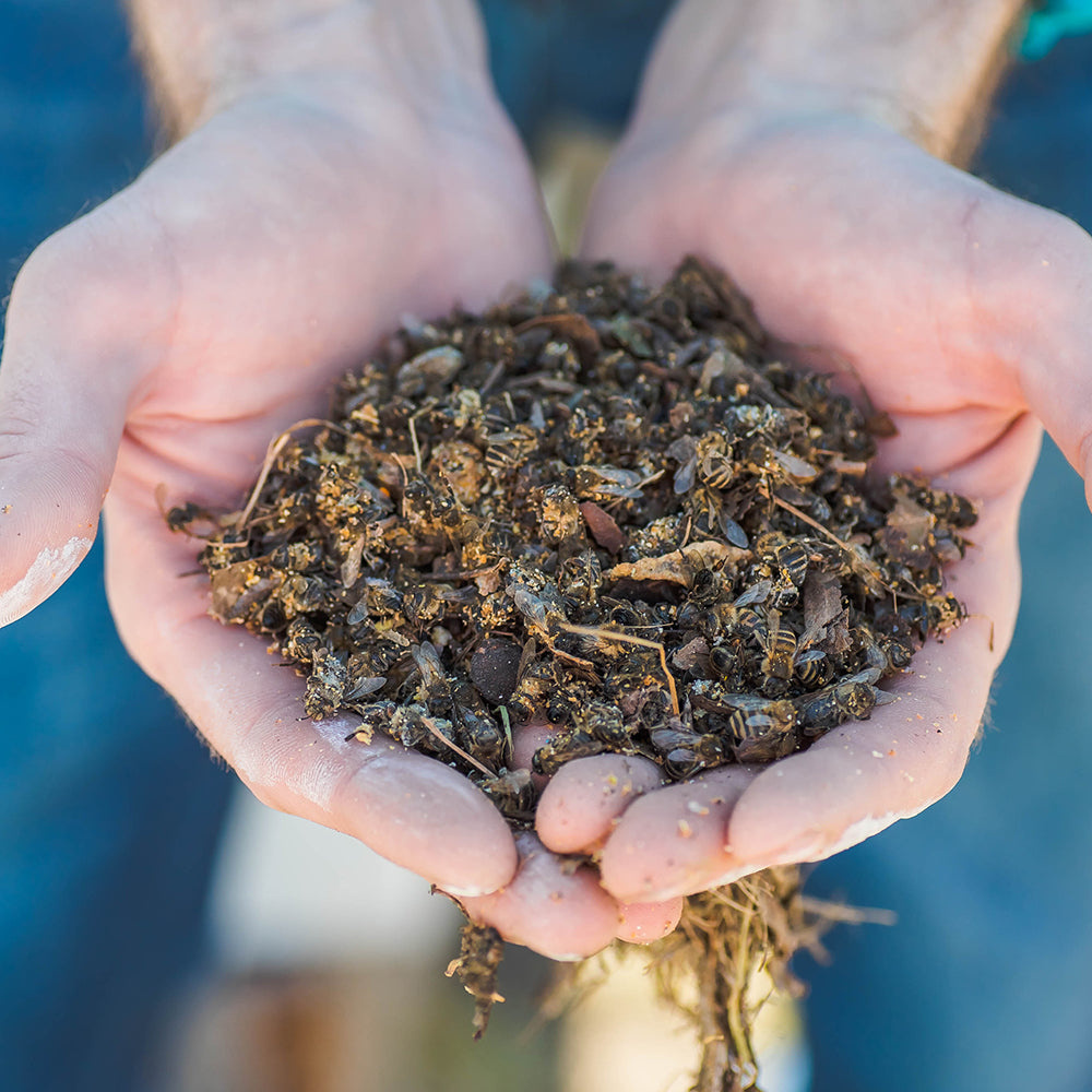 Bees on the Brink: Help Save This Vital Species