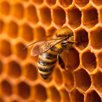 Bees on the Brink: Help Save This Vital Species