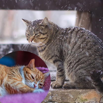 Give Shelter & Supplies to Stray Cats Living in Harsh Conditions