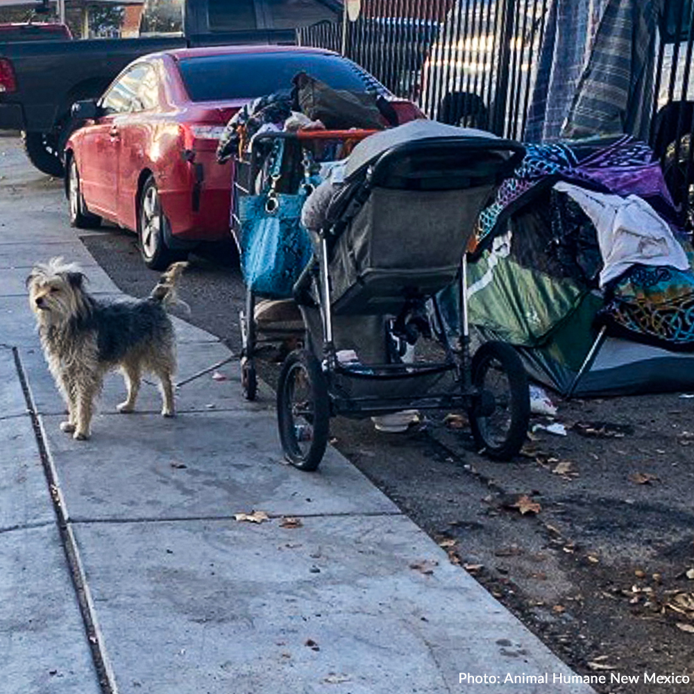 Send Desperately Needed Blankets to Homeless and Their Pets Before Winter
