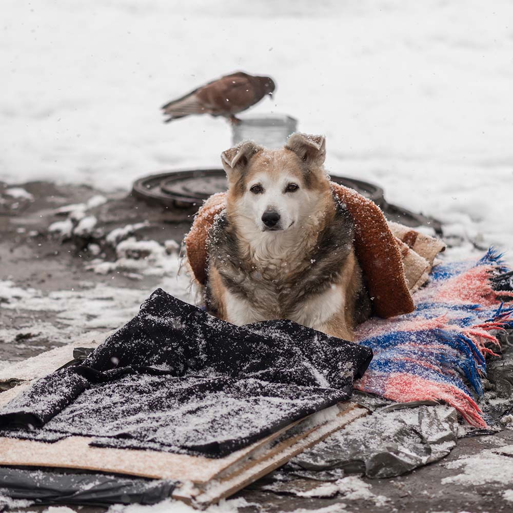 Send Desperately Needed Blankets to Homeless and Their Pets For Winter