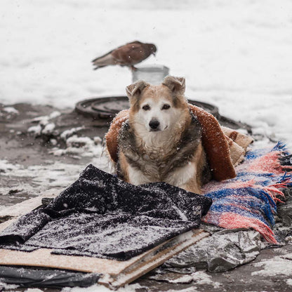 Send Desperately Needed Blankets to Homeless and Their Pets For Winter