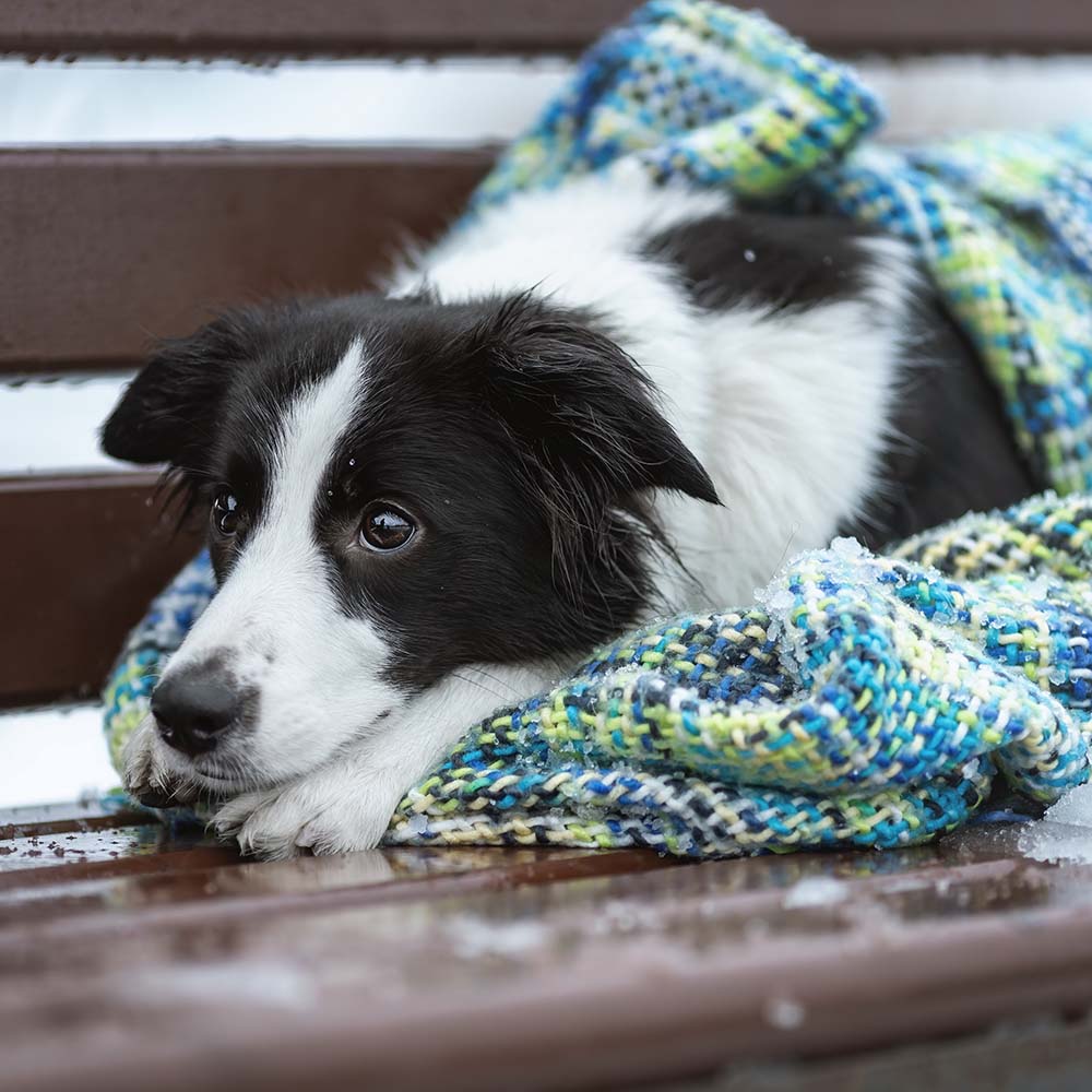 Send Desperately Needed Blankets to Homeless and Their Pets For Winter