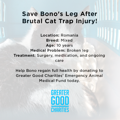 Save Bono's Leg After Brutal Cat Trap Injury