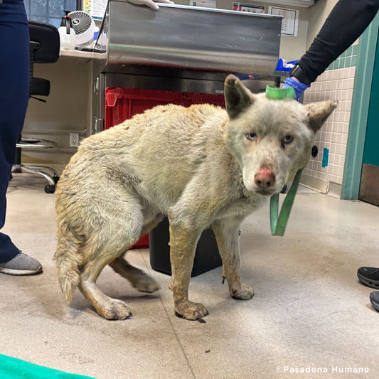 Horribly Burned Husky Mix Needs Intensive Care