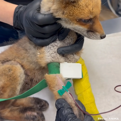 Young Fox with Burned Paws and Broken Leg Needs Urgent Care After Fleeing Wildfire