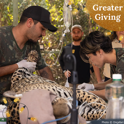 Endangered Jaguars Burned in Horrific Wildfires Need Your Help this Holiday Season