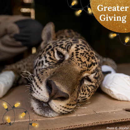 Endangered Jaguars Burned in Horrific Wildfires Need Your Help this Holiday Season