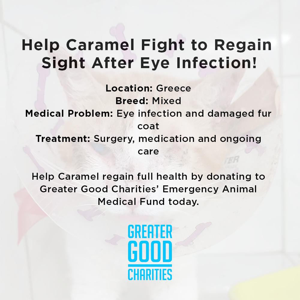 Funded: Help Caramel Fight to Regain Sight After Eye Infection