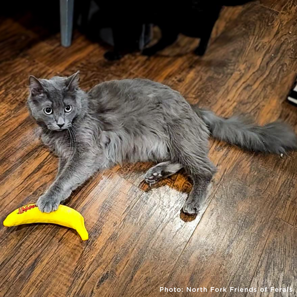 Send a Care Package to a Shelter Pet