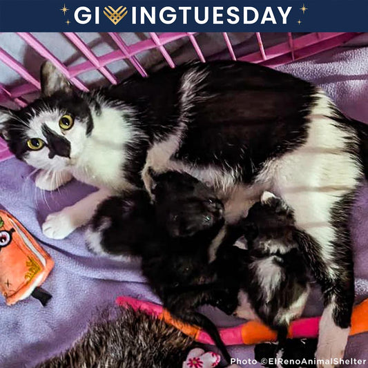 GivingTuesday: Care Package Drive for Shelter Pets