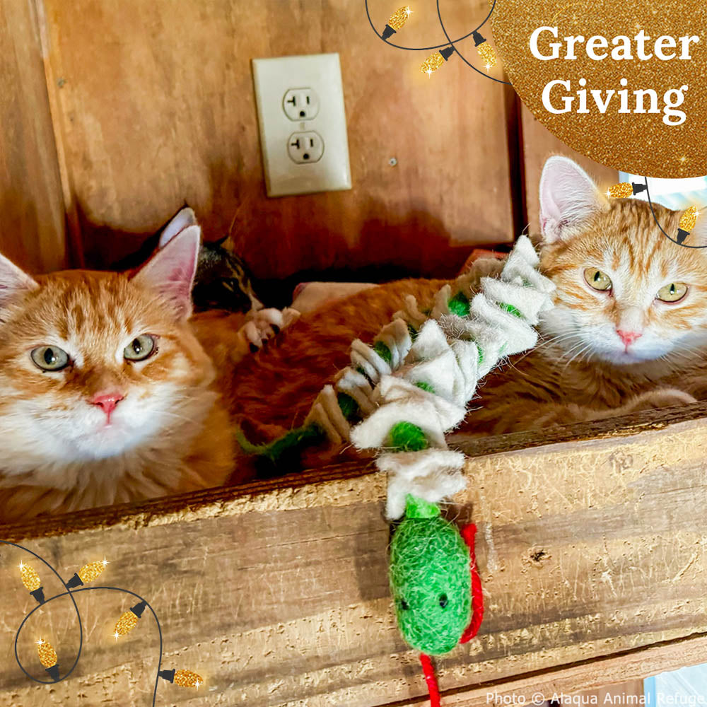 Send a Care Package to a Shelter Pet this Holiday Season