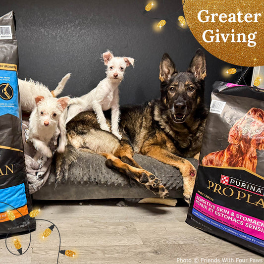 Send a Care Package to a Shelter Pet this Holiday Season