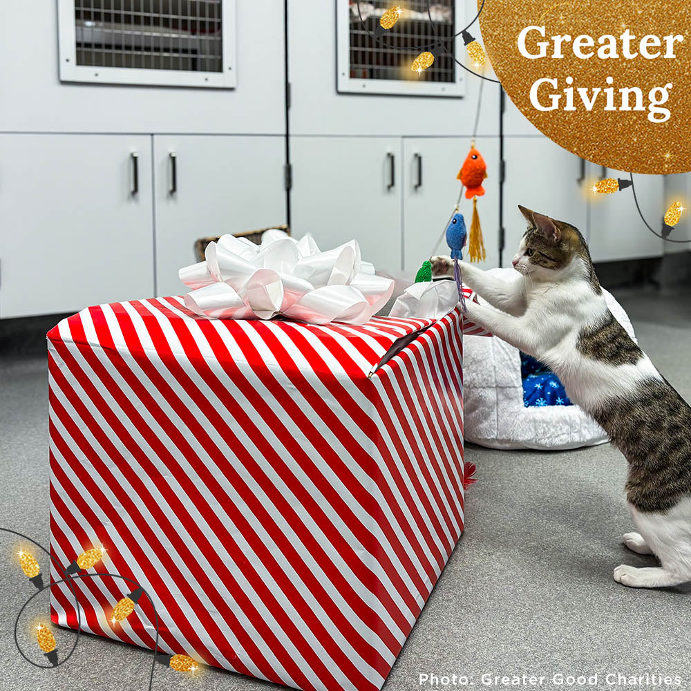 Send a Care Package to a Shelter Pet this Holiday Season