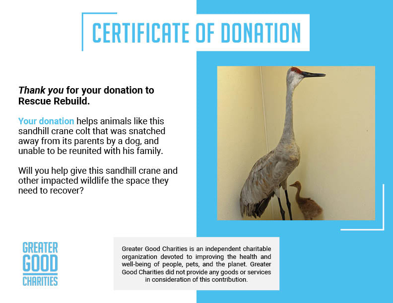 Help Orphaned Sandhill Crane Return to the Wild