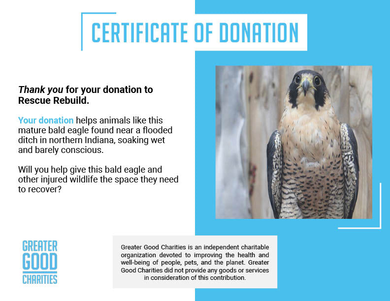 Help Injured Raptors Regain Their Wings