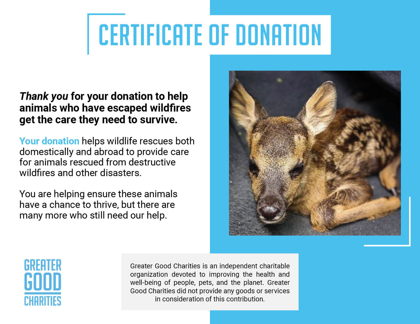 Wildlife Rescued From Fires Need Care and Support to Be Released