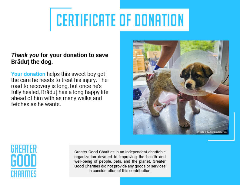 Funded: Help Brăduț Heal from a Severe Back Wound