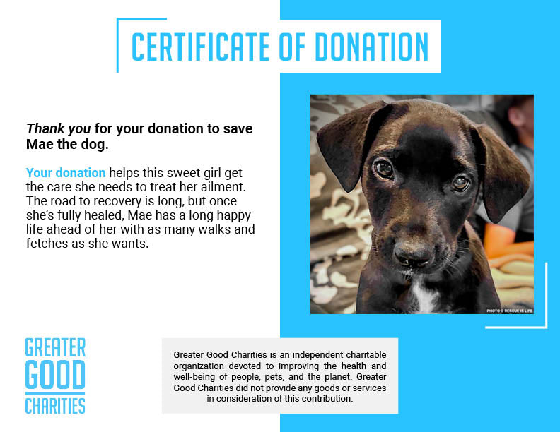 Dangerously Ill Puppy Mae Needs Emergency Care to Survive