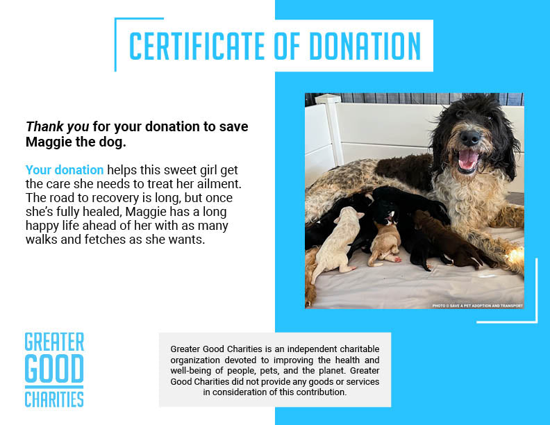 Help Maggie and Her Litter Through a Medical Emergency