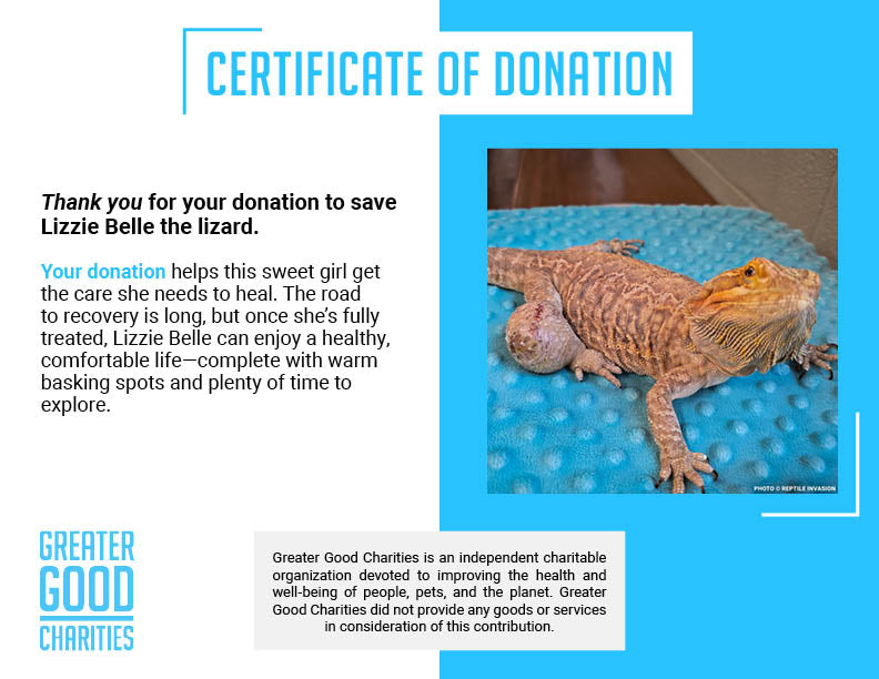 Lizzie the Lizard Needs Surgery to Remove Large Tumor
