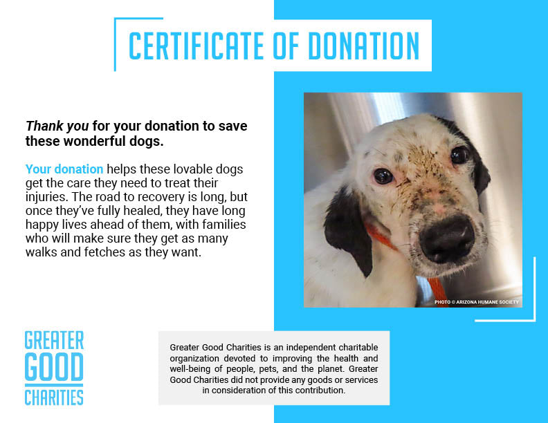 Help Injured & Malnourished Dogs Rescued from Hoarding Case Heal