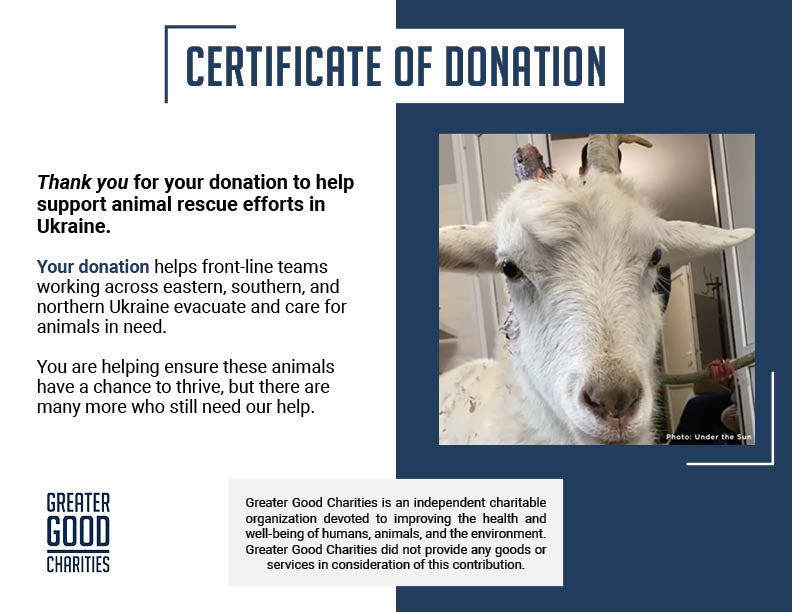 Pregnant and Injured Goats Rescued from Slaughter Truck Need Medical Care