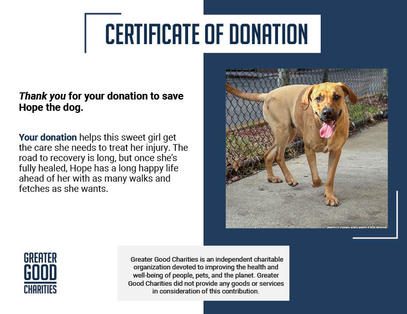 Pregnant Hope Was Struck by Car, Help Her Heal