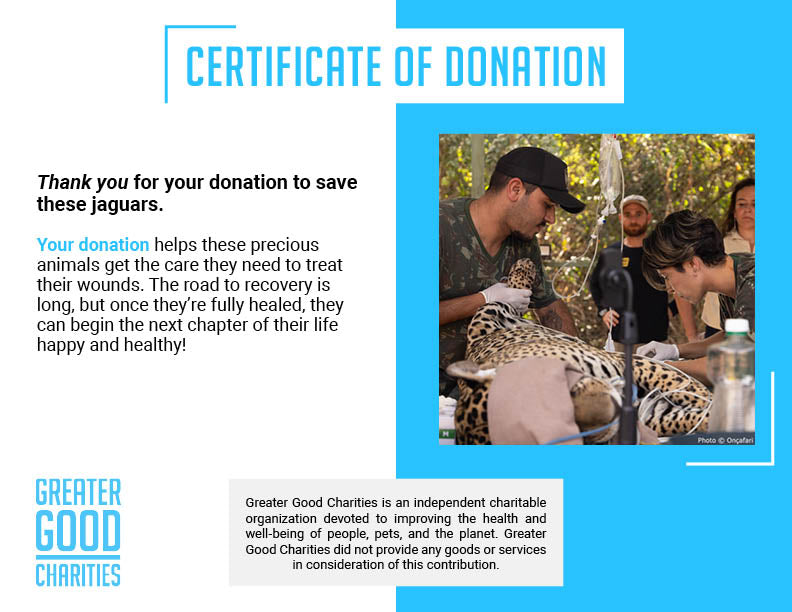 Endangered Jaguars Burned in Horrific Wildfires Need Your Help