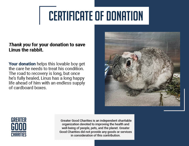 Funded: Help Linus the Rabbit Heal After Double Ear Amputation