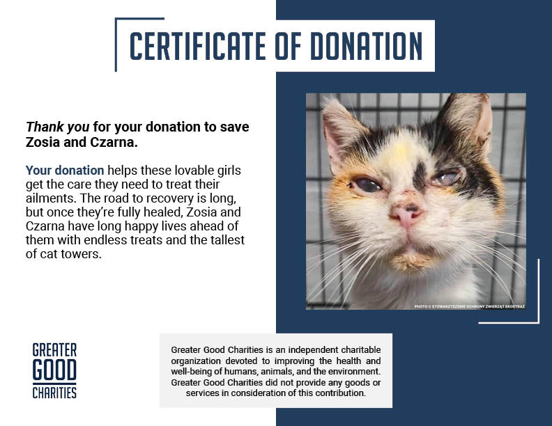 Help Stray Cats Zosia and Czarna Recover from Life-Threatening Medical Emergencies