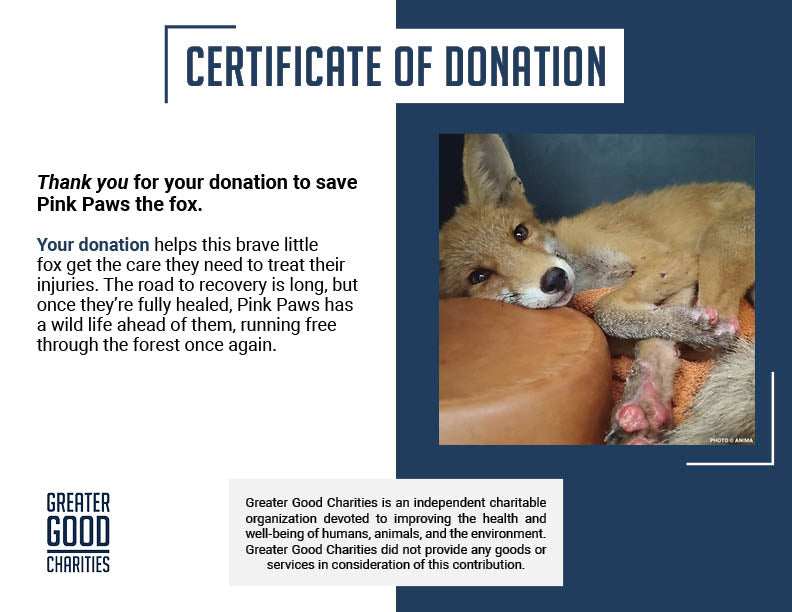 Young Fox with Burned Paws and Broken Leg Needs Urgent Care After Fleeing Wildfire