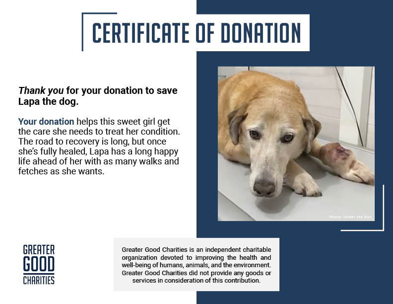 Funded: Help Ukraine Dog Struggling to Walk with Painful Tumor