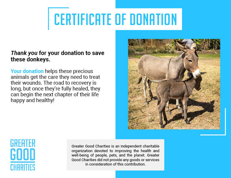 Help Injured Donkeys Receive Urgent Medical Care