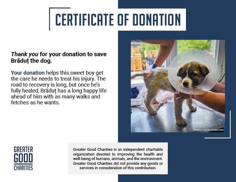 Funded: Help Brăduț Heal from a Severe Back Wound