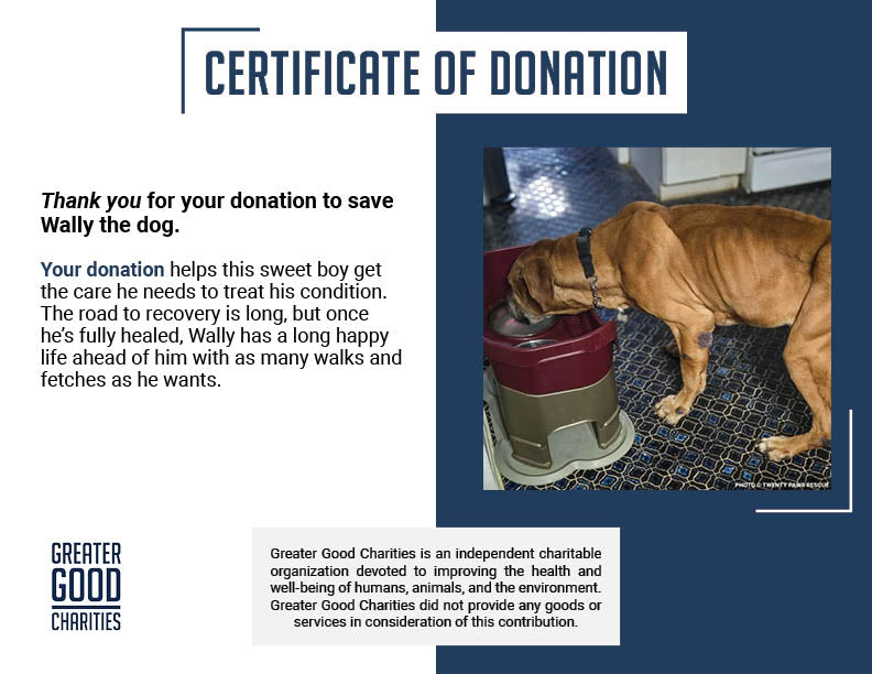 Support Senior Dog Wally as He Recovers from Severe Malnutrition