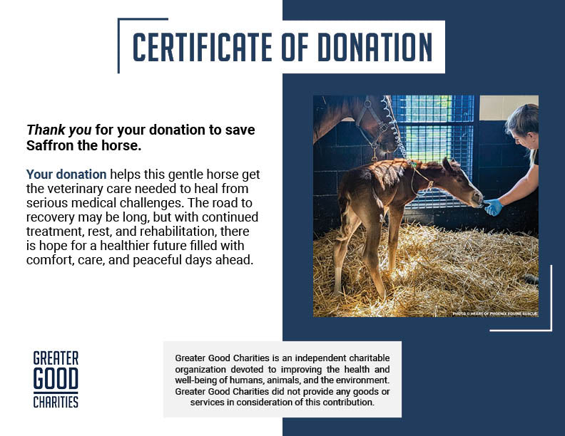 Newborn Horse is Fighting for Her Life- Help Save Saffron