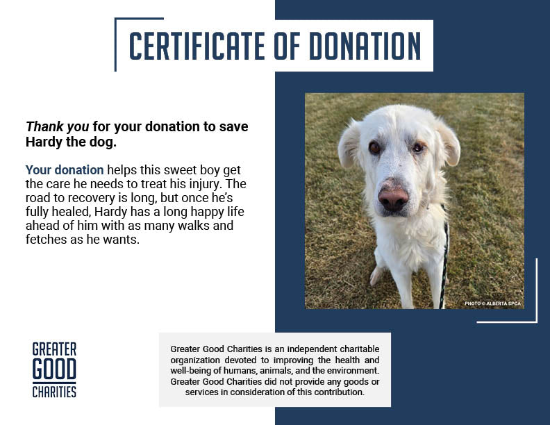 Funded: Starving Hardy with Severely Injured Eye Needs Critical Surgery