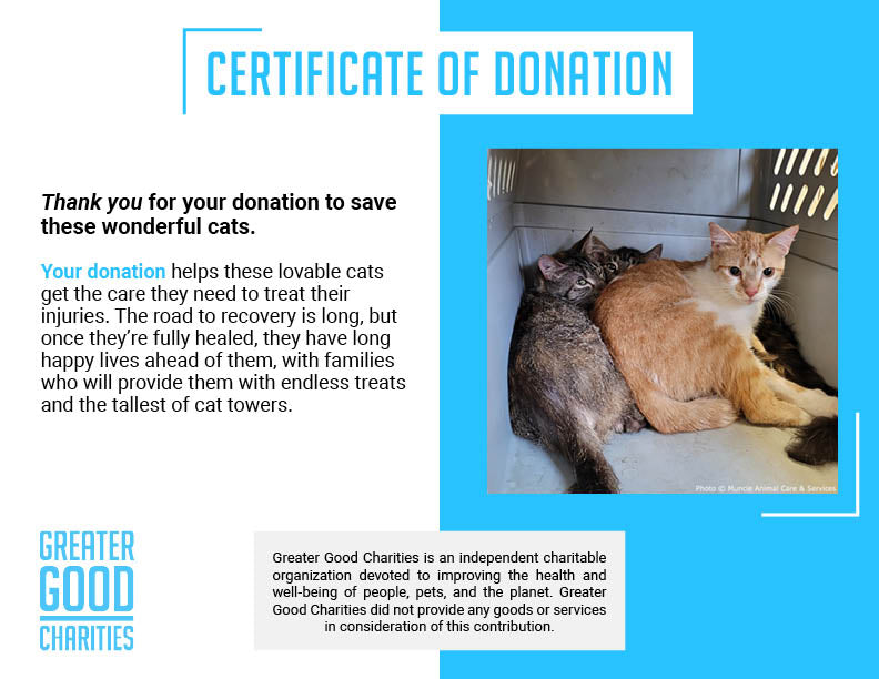 Help 20 Neglected Cats, Abandoned in Squalid House