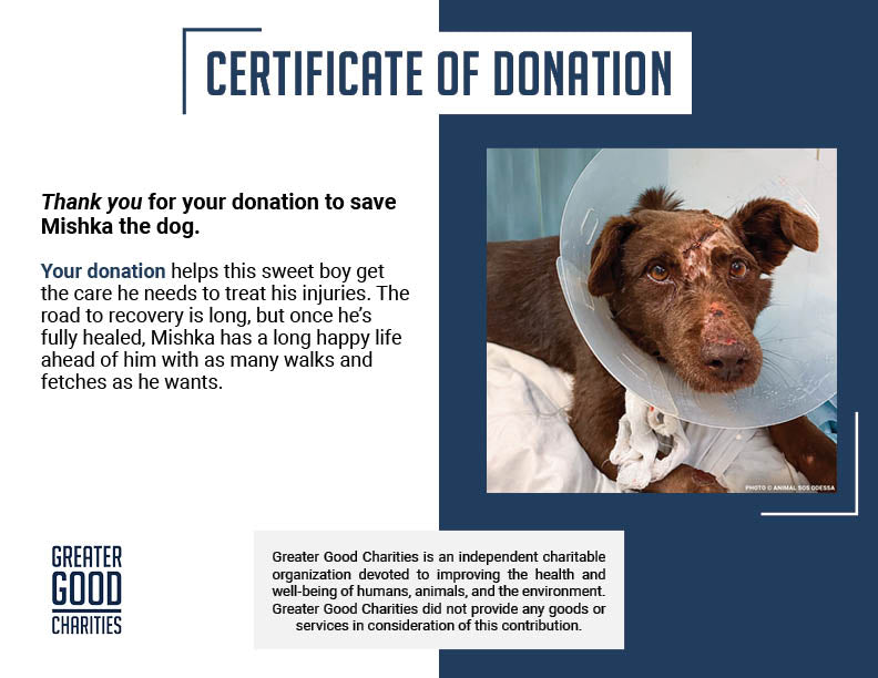 Mishka Needs Emergency Care for Severe Head Injury