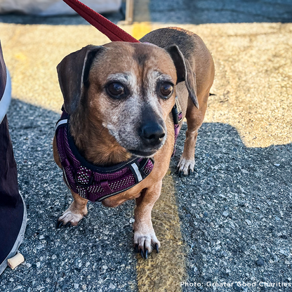 Disaster in the South: Help People and Pet Victims of Wildfires