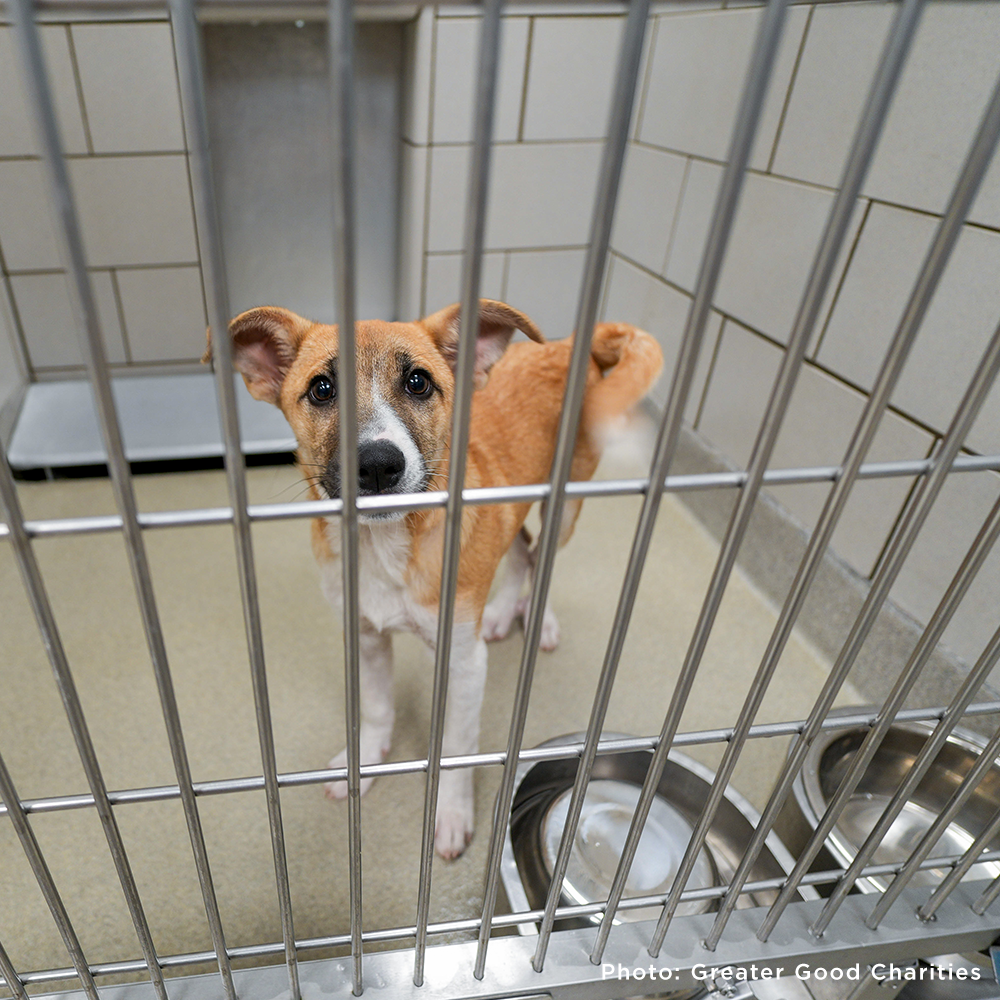 Send a Care Package to a Shelter Pet