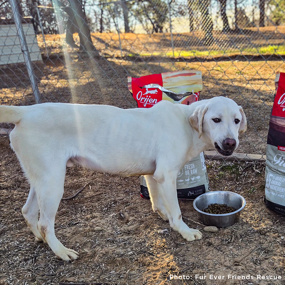 Send a Care Package to a Shelter Pet