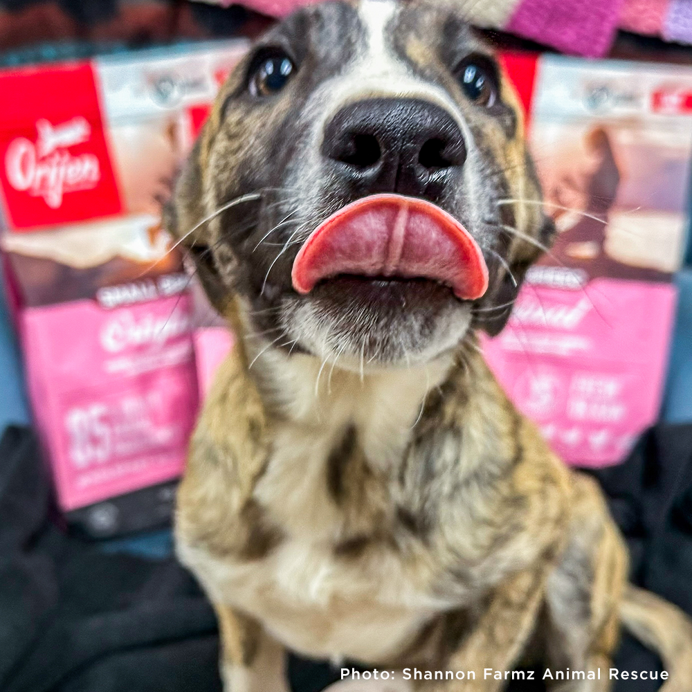 Send a Care Package to a Shelter Pet